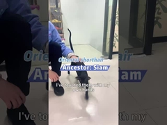 Respirez plus facilement avec Berk: votre solution pour l'air propre aux animaux!