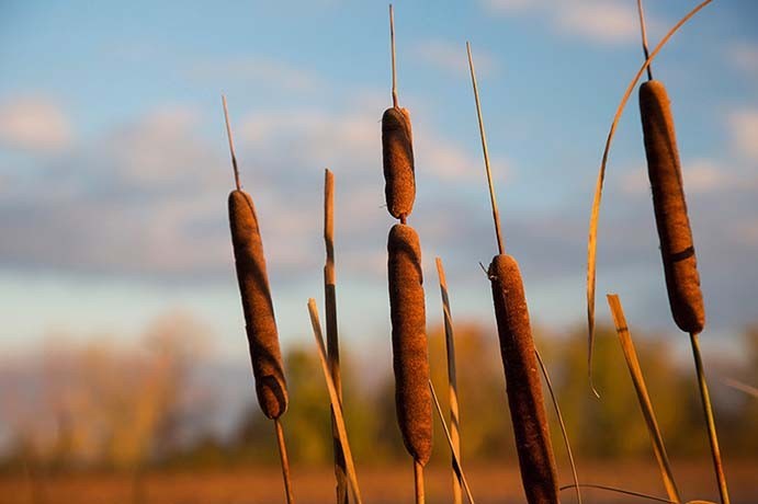 Latest company news about Methane from Decaying Plants: Its Impact on Air Quality and the Importance of Air Purifiers