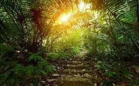 Trung Quốc tin tức mới nhất về Sự phân hủy của Humus trong rừng nhiệt đới: Hiểu tác động của nó đến chất lượng không khí và vai trò của các chất lọc không khí